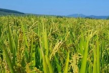 内6优2348水稻栽培技术要点，每亩有效穗数15万穗