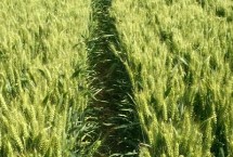 青研紫麦1号小麦栽培技术要点，适宜播期10月5～15日