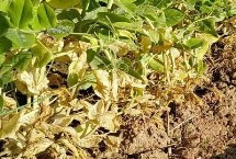 防治豌豆根腐病方法，主要表现在根和根颈部