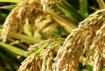 富禾稻1301水稻栽培技术要点，4月上中旬播种