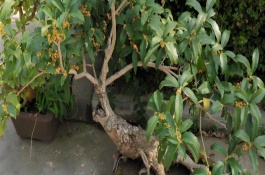 怎么给桂花换盆，将室温保持在3℃以内促使植株休眠
