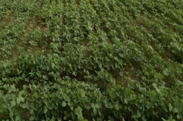 东农67大豆栽培技术要点，该品种无限结荚习性