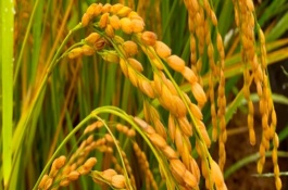 福兴优臻占水稻栽培技术要点，每亩插足基本苗6万以上