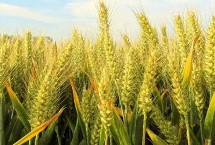 扬麦24小麦栽培技术要点，2.种植密度及注意点