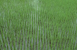 武运粳27号水稻栽培技术要点，每亩大田用种量3-4公斤
