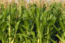 MC876玉米栽培技术要点，平均生育期103.5天