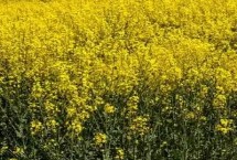 油菜农历什么时候播种，四月份或九月份播种