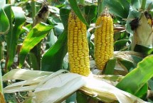 中航612玉米栽培技术要点，平均生育期103.5天