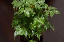 幸福树烂根怎么补救，喜欢偏酸性的土壤