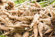 木薯施肥方法，需根据具体类型采取针对性措施