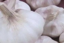 山东省金乡县的特产，胡集白梨瓜走俏全国