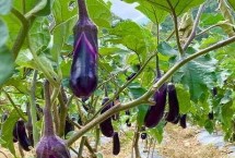 茄子的播种方式，初春和初秋都可以