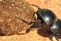屎壳郎怕什么，身形为椭圆形且以动物粪便为食