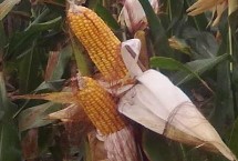 农大372R玉米栽培技术要点，高抗茎腐病