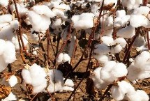 中棉所9711棉花栽培技术要点，春播生育期116天