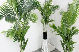 凤尾葵的正确浇水方法，主要采取分株和播种的方式