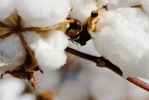 中棉所99001棉花栽培技术要点，及时防治虫害