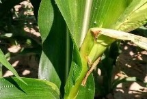 合育372玉米栽培技术要点，高抗茎腐病