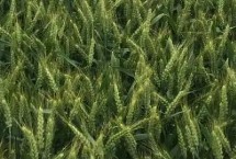 新世纪156小麦栽培技术要点，每亩16－18万基本苗