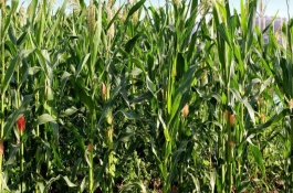 良玉118号玉米栽培技术要点，注意防治大斑病