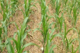 辽单33号玉米栽培技术要点，气温在10℃以上时即开始播种