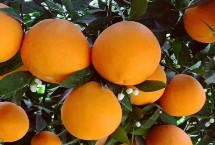 中国脐橙之乡是哪里，位于湖北省秭归县