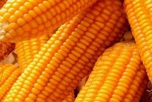 兴科玉1玉米栽培技术要点，中抗茎腐病