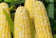 利华518玉米栽培技术要点，密度4000－4500株/亩