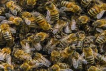 广东蜜蜂何时开始秋繁，时间集中在大流蜜期