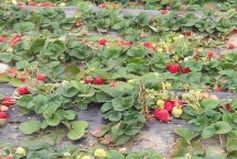 如何养护没有叶片的草莓苗，温度不适宜容易出现黄叶