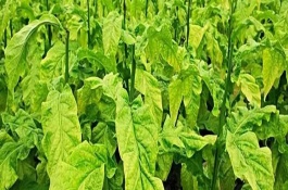 烟草花叶病的危害症状，叶脉两侧叶肉组织会渐呈淡绿色