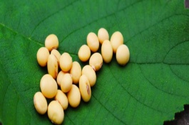鑫兴6号大豆栽培技术要点，适宜区域5月中旬播种