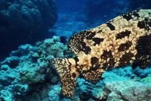 淡水石斑鱼苗的品种，要及时的进行分养