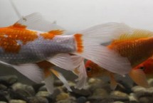 锦鲤容易得什么病，可能是肤霉病或其它病菌感染导致的