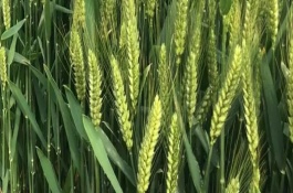 青丰1号小麦栽培技术要点，及时防治蚜虫