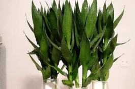 观音竹发黄怎么补救，首先需根据花瓶的高度将瓶口下的叶子全部剪掉