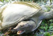 乌龟鳖甲鱼王八的区别，生态环境遭到破坏导致