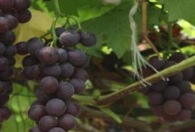 葡萄藤是怎么爬上架的，首先要注意支架的牢固性