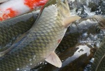 养鱼能用自来水吗，井水的氧气含量很低