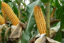 中地2015玉米栽培技术要点，中抗丝黑穗病