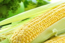 S158玉米栽培技术要点，4月下旬-5月上旬播种