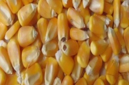 玉米种子播种前要晾晒吗，以下4种方法均可使用