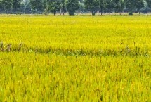 秀水占水稻栽培技术要点，全生育期113.9天