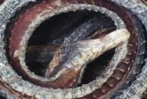 乌梢蛇是不是保护动物，目前尚未列入重点保护动物名录