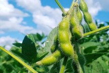 邯豆13大豆栽培技术要点，属中早熟夏大豆品种