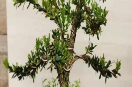 小叶黄杨枯萎应该用哪些药物，生长季节每隔20天左右追施一次液肥