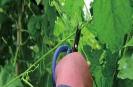 种植苦瓜打什么农药，最好在晴天进行