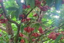 疏花疏果，春季和秋季栽植