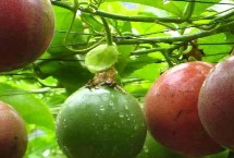 百香果的品种，1-2年时间才能挂果