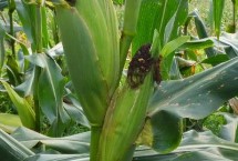 FY2003玉米栽培技术要点，适宜播种期4月末至五月初